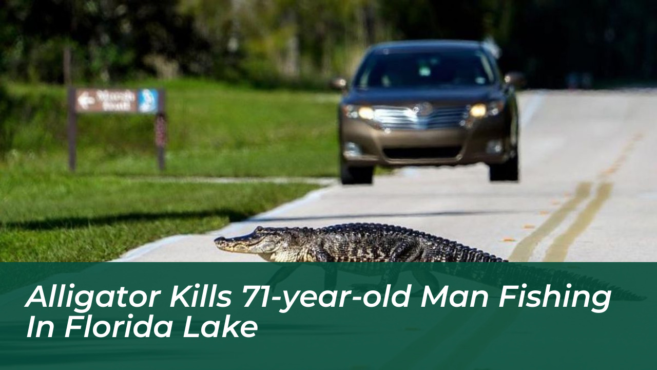 alligator kills 71 year old man fishing in florida lake r7ni