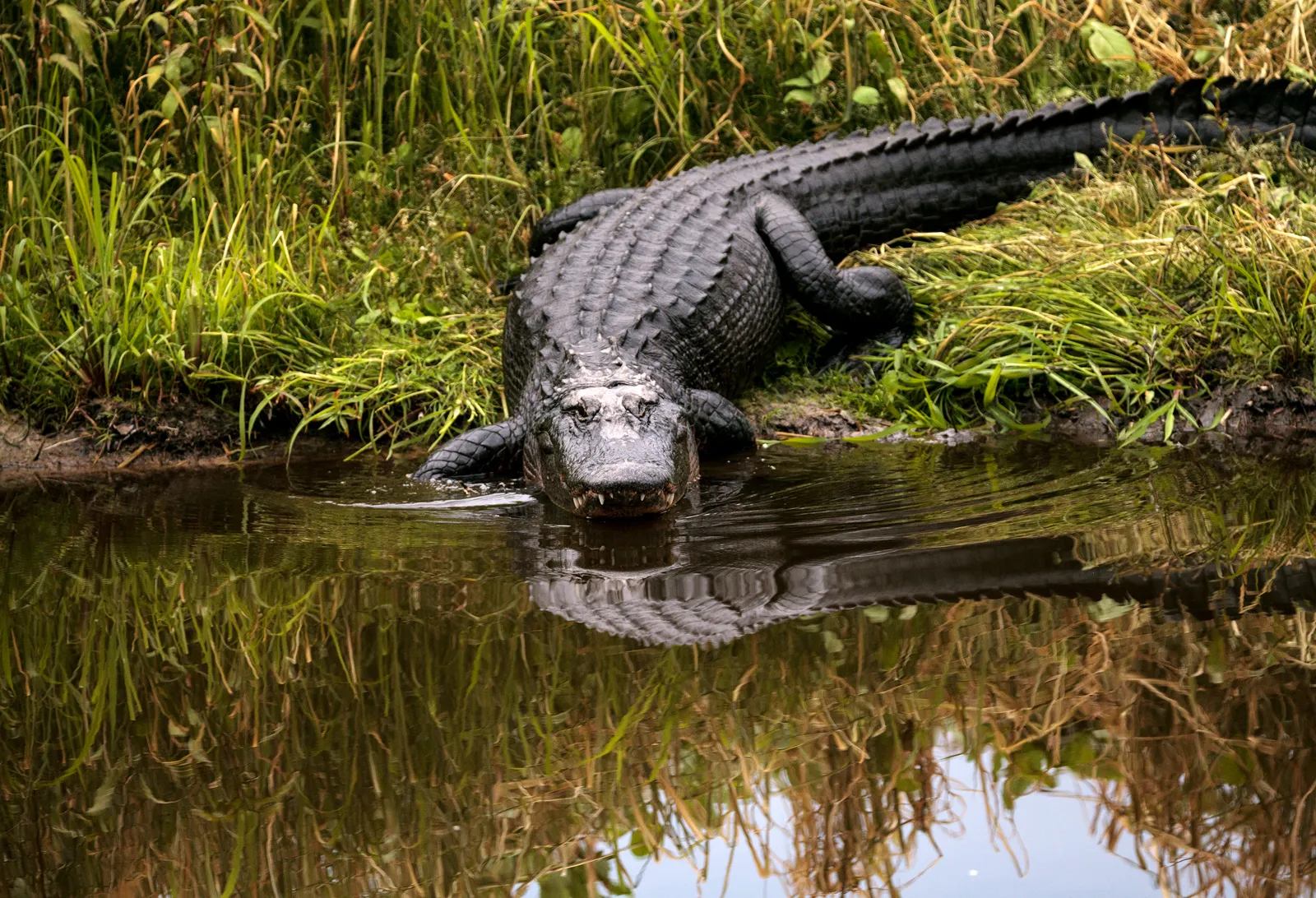 Alligator Kills 71-Year-Old Man Fishing in Florida Lake 4 Alligator Lake Apopka Florida Wildlife Park Shoreline