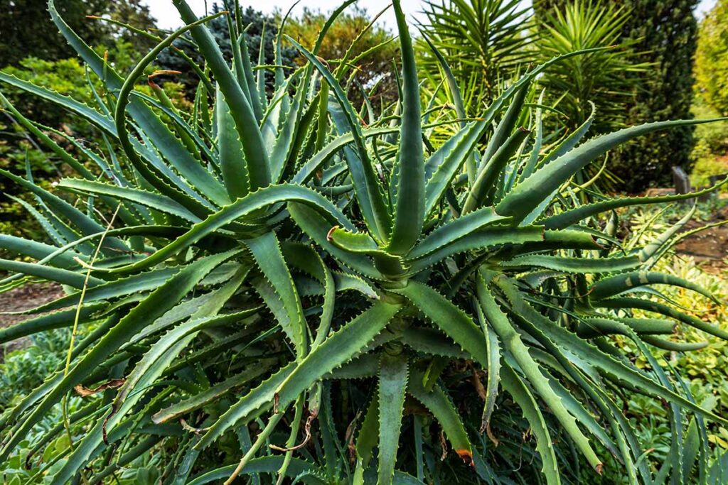 How to Propagate Rose Cuttings Using Fresh Aloe Vera 4 Aloe Vera Leaf Rose Cutting Propagation Garden
