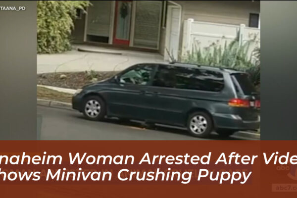 anaheim woman arrested after video shows minivan crushing puppy edBy