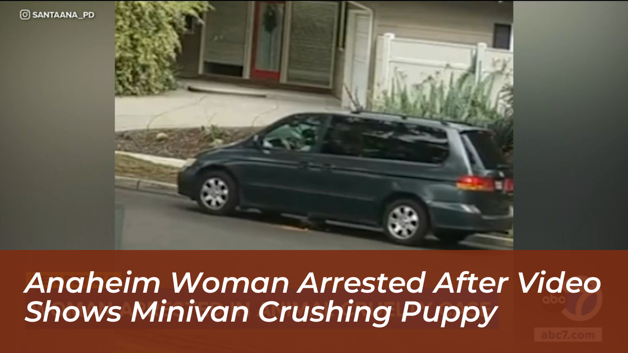 anaheim woman arrested after video shows minivan crushing puppy edBy
