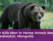bear kills man in home attack near ulaanbaatar mongolia UQfX