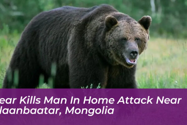 bear kills man in home attack near ulaanbaatar mongolia UQfX