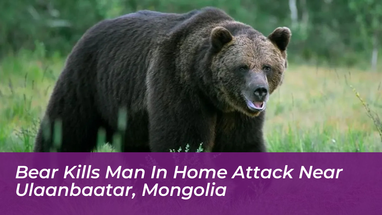 bear kills man in home attack near ulaanbaatar mongolia UQfX