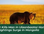 bear kills man in ulaanbaatar home as sightings surge in mongolia kC6G