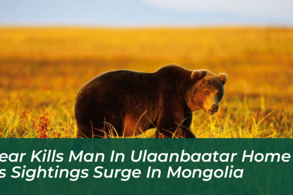 bear kills man in ulaanbaatar home as sightings surge in mongolia kC6G