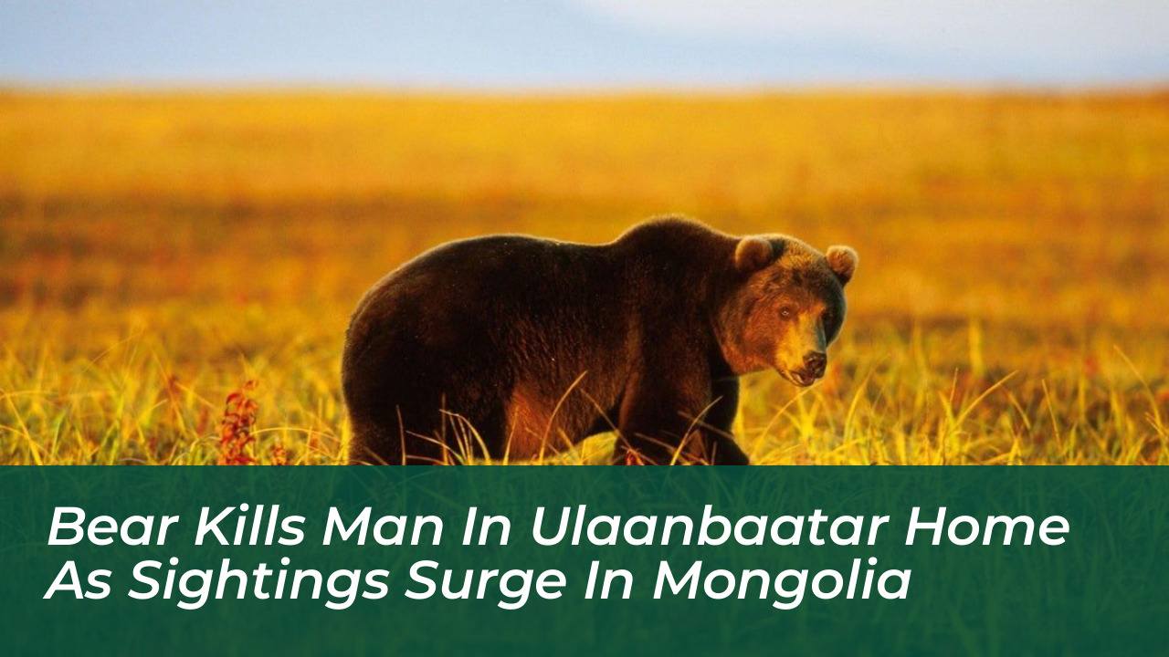 bear kills man in ulaanbaatar home as sightings surge in mongolia kC6G