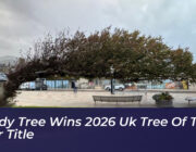 bendy tree wins 2026 uk tree of the year title 42H6