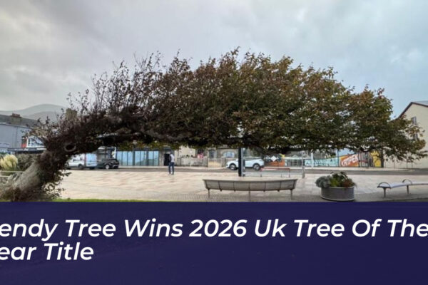 bendy tree wins 2026 uk tree of the year title 42H6