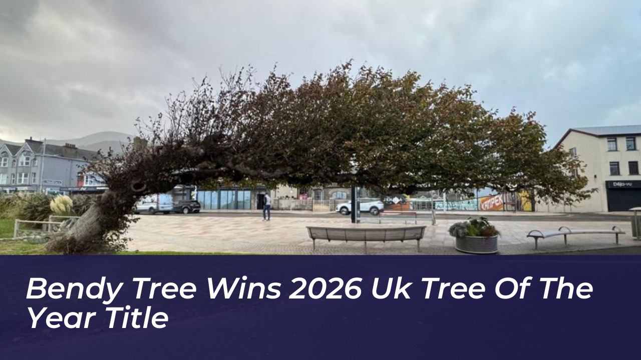 bendy tree wins 2026 uk tree of the year title 42H6