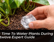 best time to water plants during a heatwave expert guide 3N1R