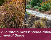 black fountain grass shade tolerant ornamental guide mRVP
