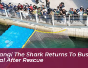 bukangi the shark returns to busan canal after rescue qwAn