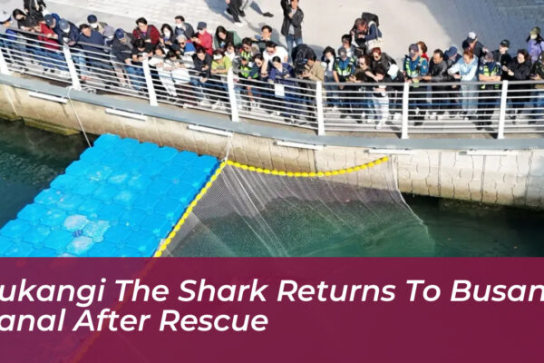bukangi the shark returns to busan canal after rescue qwAn