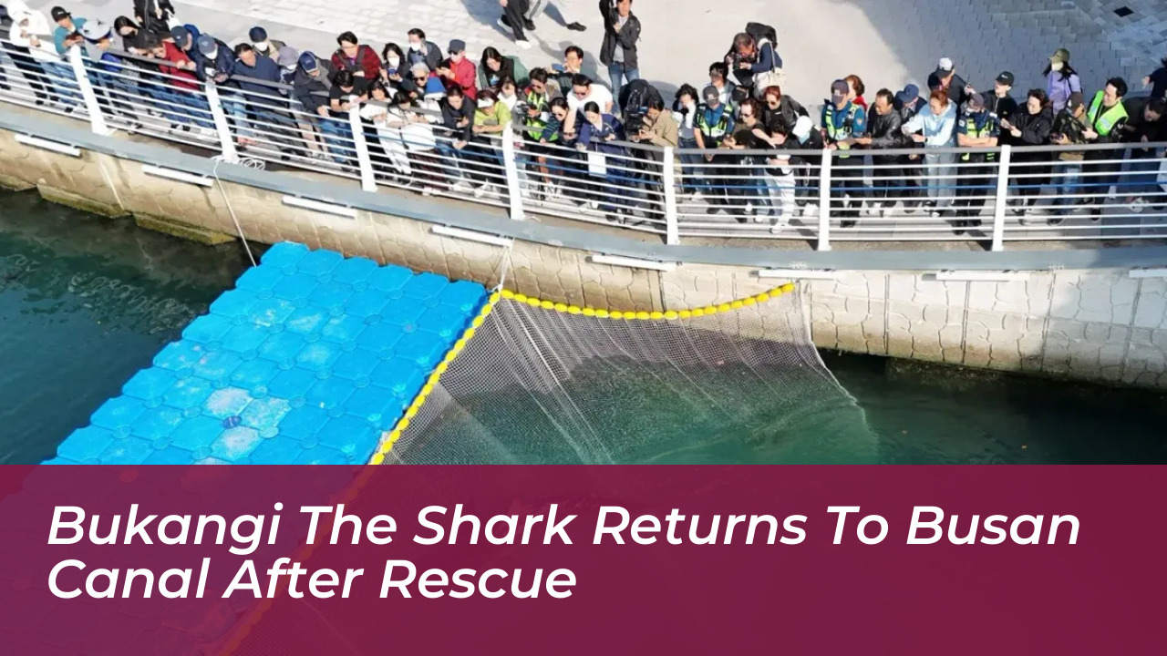 bukangi the shark returns to busan canal after rescue qwAn