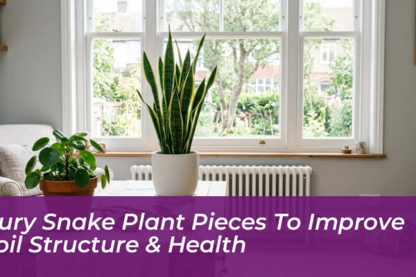 bury snake plant pieces to improve soil structure health Bhuq