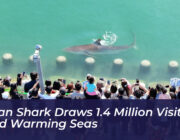 busan shark draws 1 4 million visitors amid warming seas ukkF