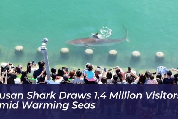busan shark draws 1 4 million visitors amid warming seas ukkF