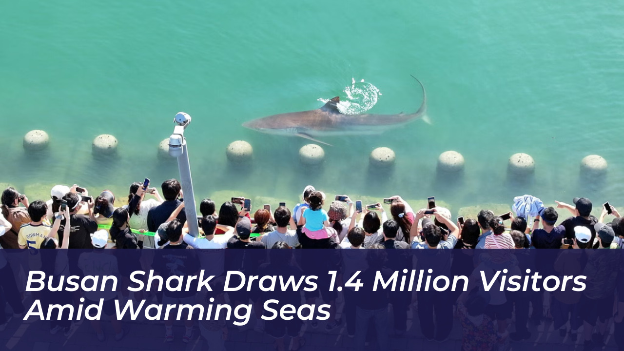 busan shark draws 1 4 million visitors amid warming seas ukkF