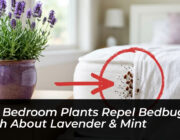 can bedroom plants repel bedbugs truth about lavender mint WEtj