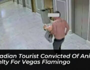 canadian tourist convicted of animal cruelty for vegas flamingo JIO4