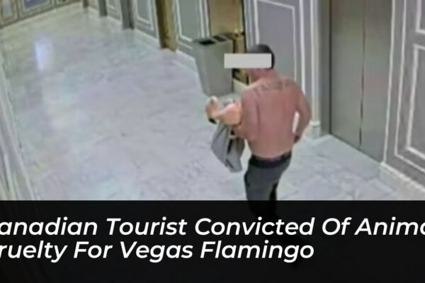 canadian tourist convicted of animal cruelty for vegas flamingo JIO4