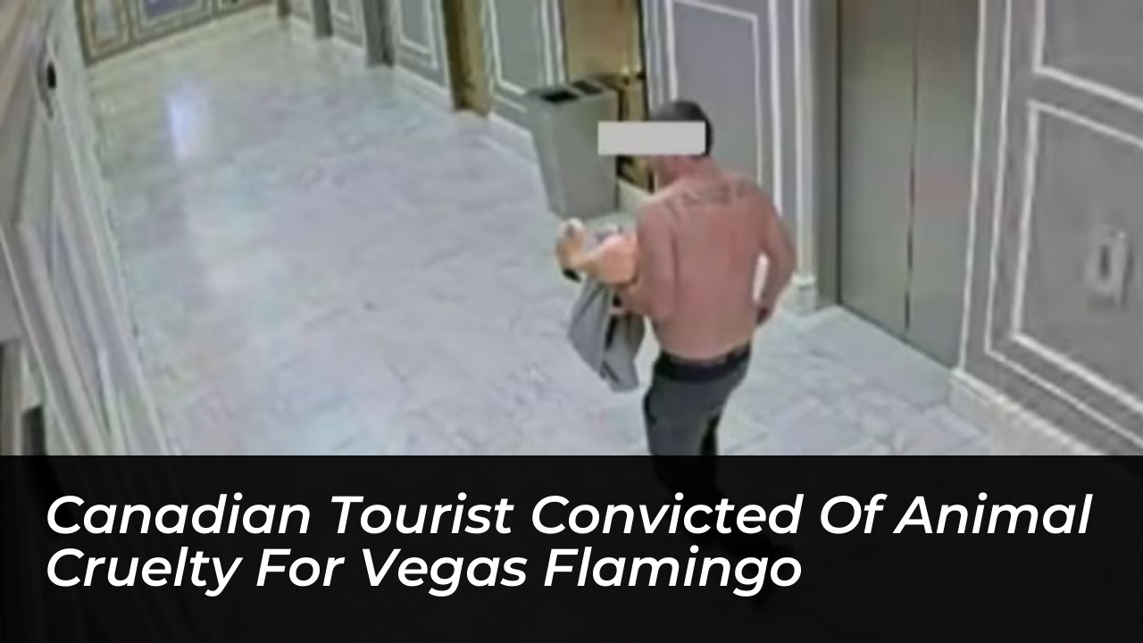 canadian tourist convicted of animal cruelty for vegas flamingo JIO4