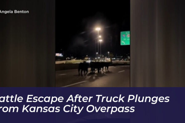 cattle escape after truck plunges from kansas city overpass nBDc