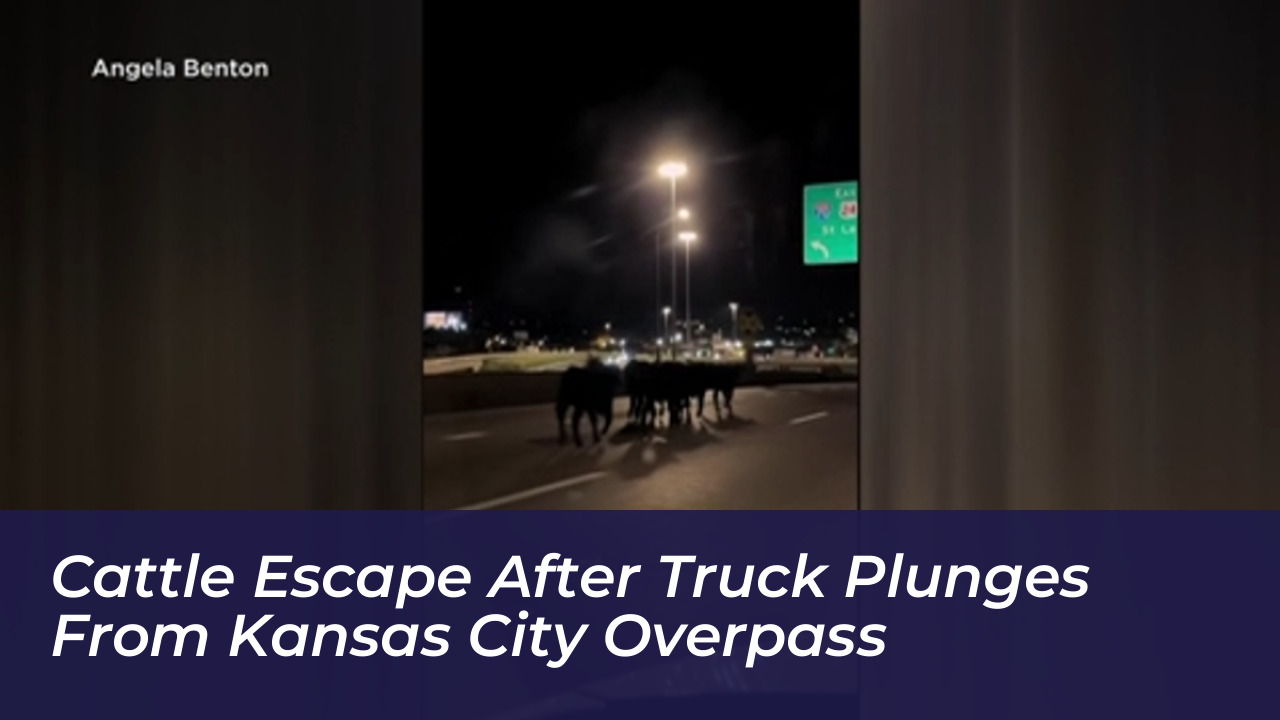 cattle escape after truck plunges from kansas city overpass nBDc