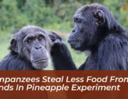 chimpanzees steal less food from friends in pineapple experiment WOFG