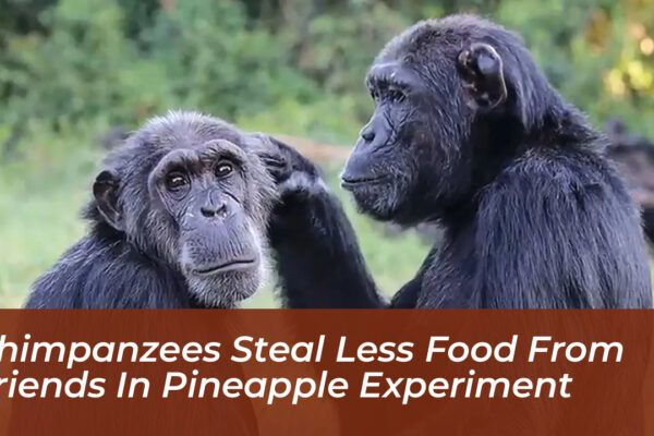 chimpanzees steal less food from friends in pineapple experiment WOFG