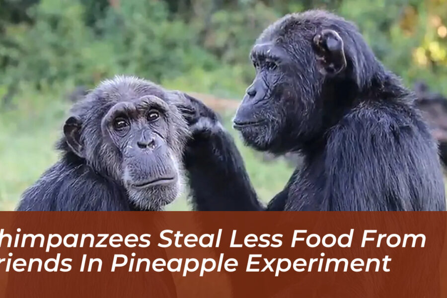 Chimpanzees Steal Less Food From Friends in Pineapple Experiment