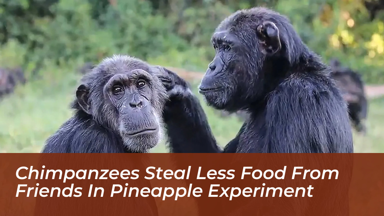 chimpanzees steal less food from friends in pineapple experiment WOFG