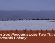 chinstrap penguins lose two thirds of zavodovski colony OW1u