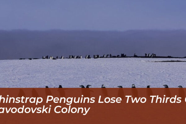 chinstrap penguins lose two thirds of zavodovski colony OW1u