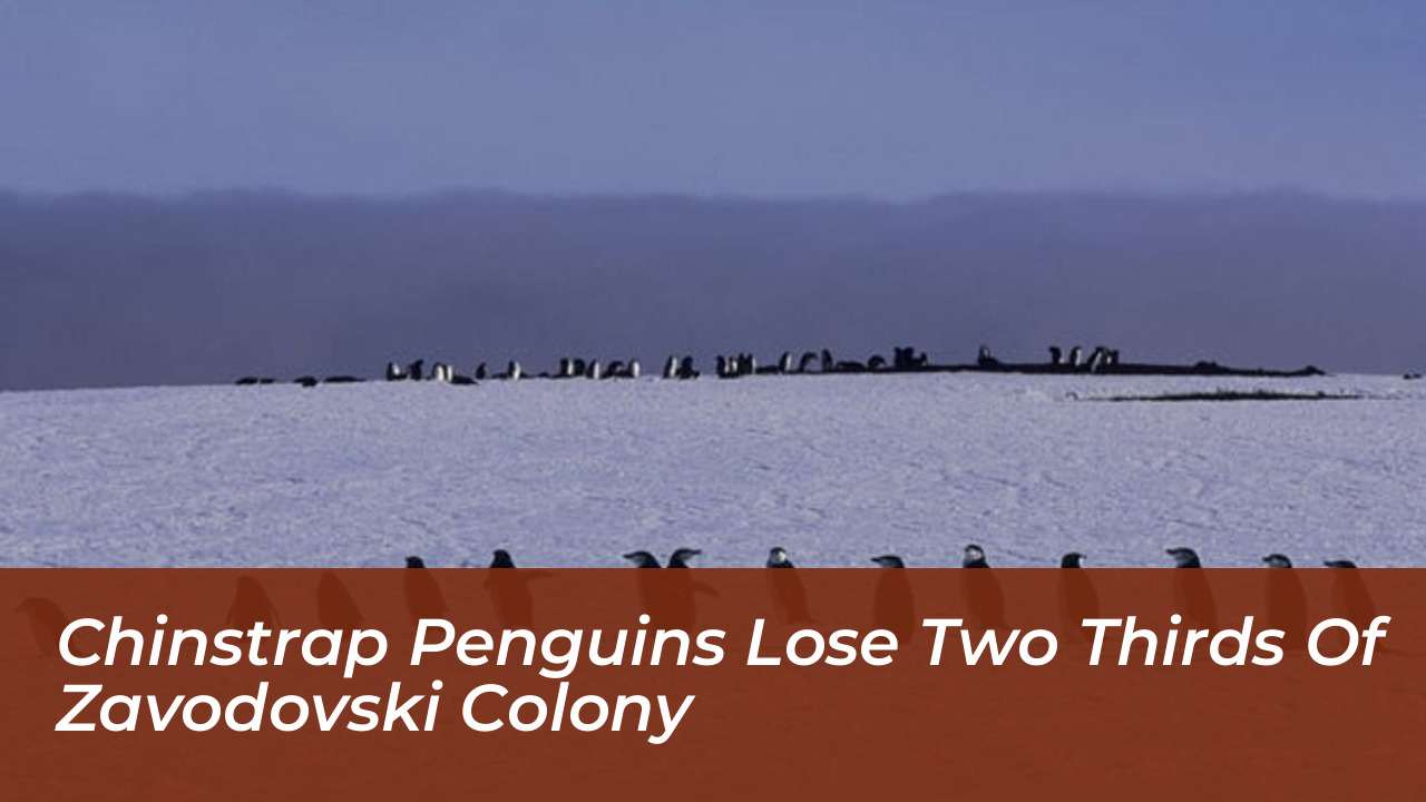 chinstrap penguins lose two thirds of zavodovski colony OW1u