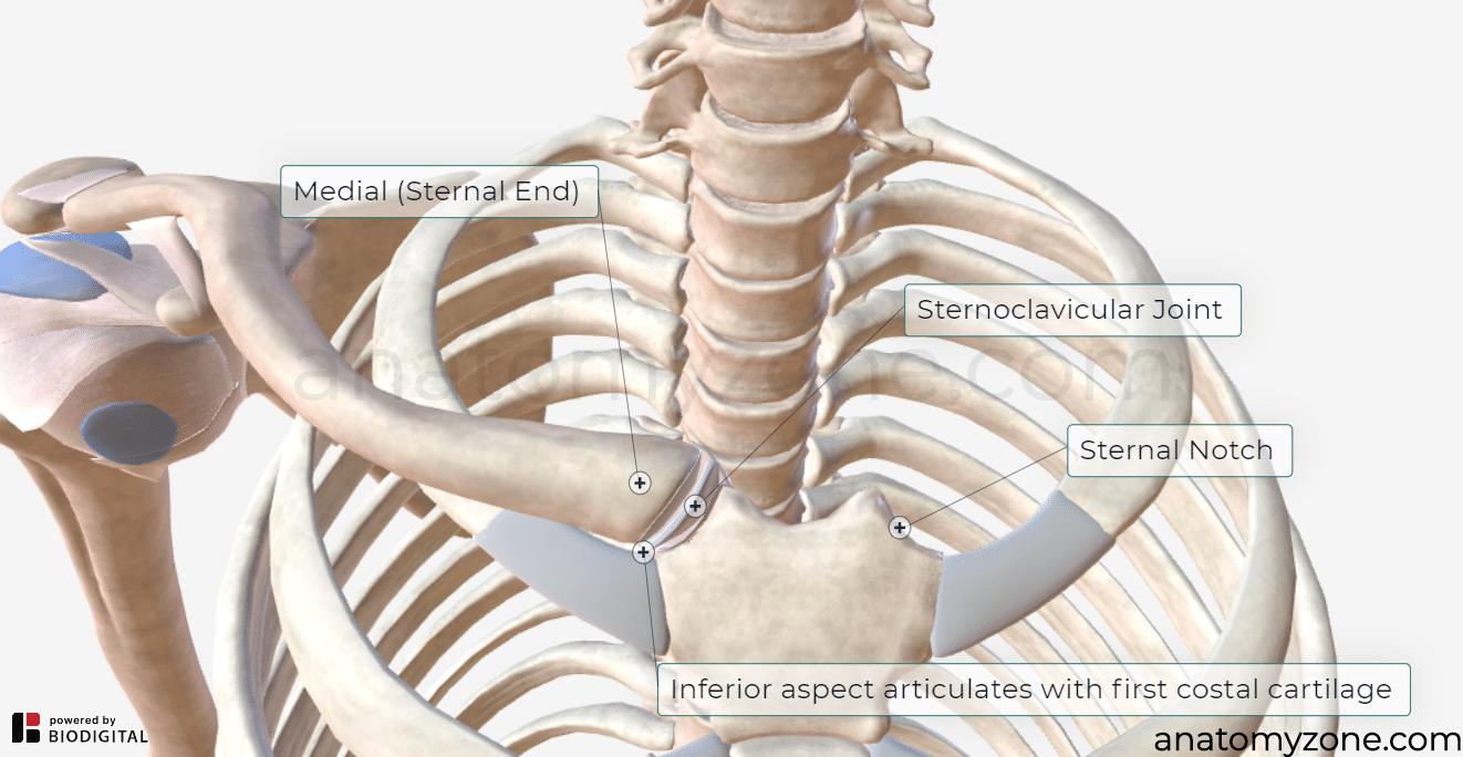 Looksmaxxing Boot Camp Pushes Canadian Student To $40K Surgery 4 Clavicular Looksmaxxing Bootcamp Los Angeles Mansion