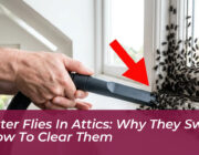 cluster flies in attics why they swarm how to clear them ZgAz