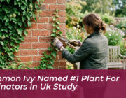common ivy named 1 plant for pollinators in uk study ddZo