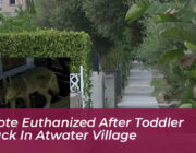 coyote euthanized after toddler attack in atwater village vLwo