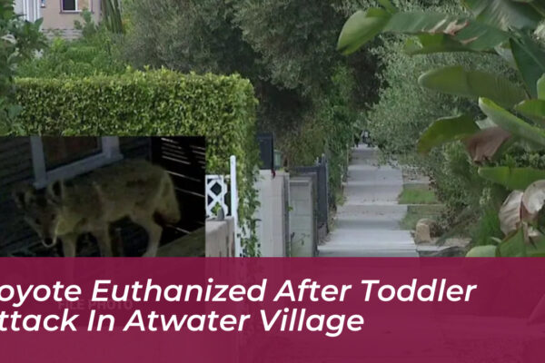 coyote euthanized after toddler attack in atwater village vLwo
