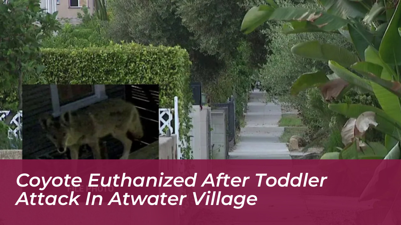 coyote euthanized after toddler attack in atwater village vLwo