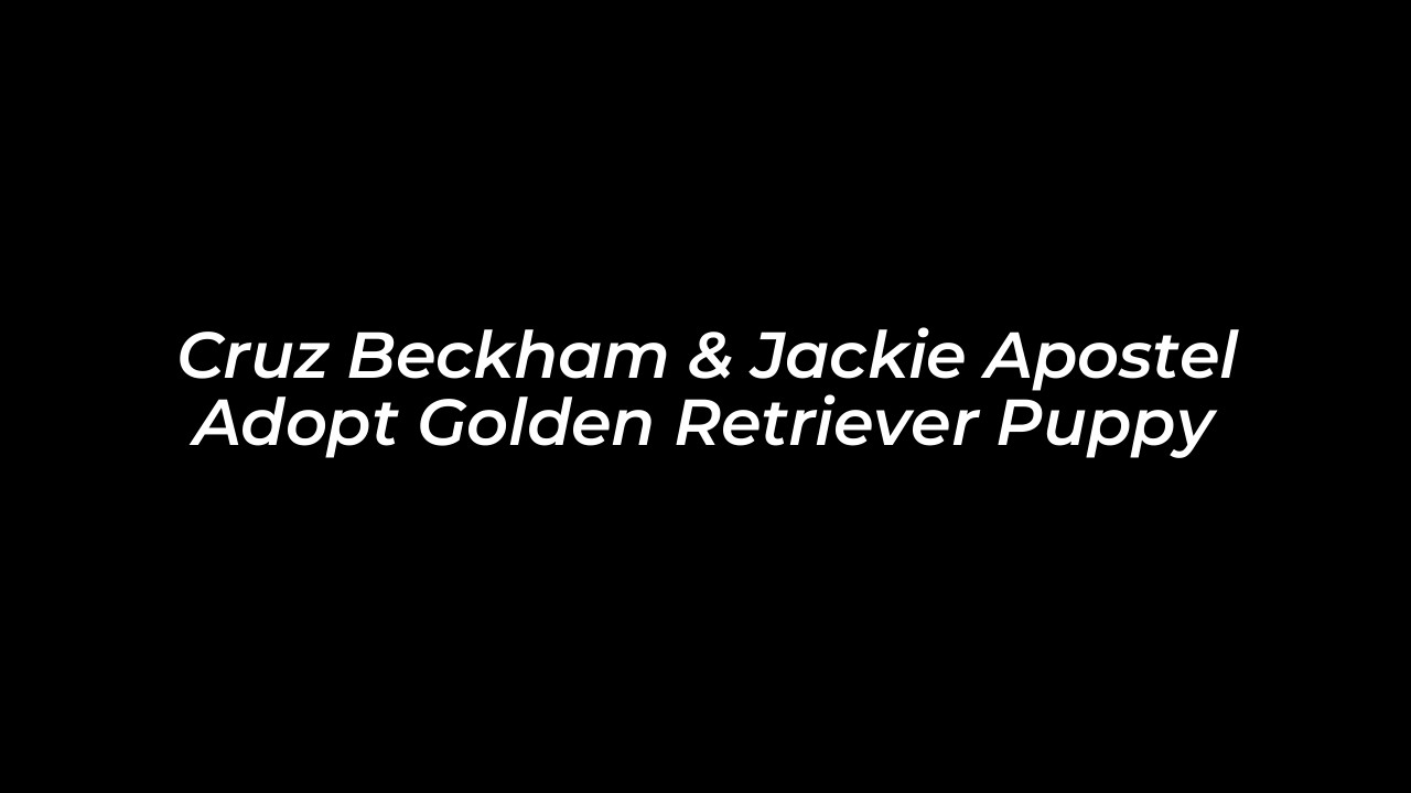 cruz beckham jackie apostel adopt golden retriever puppy