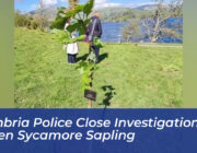 cumbria police close investigation into stolen sycamore sapling utnN