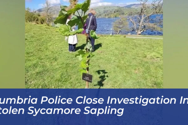 cumbria police close investigation into stolen sycamore sapling utnN