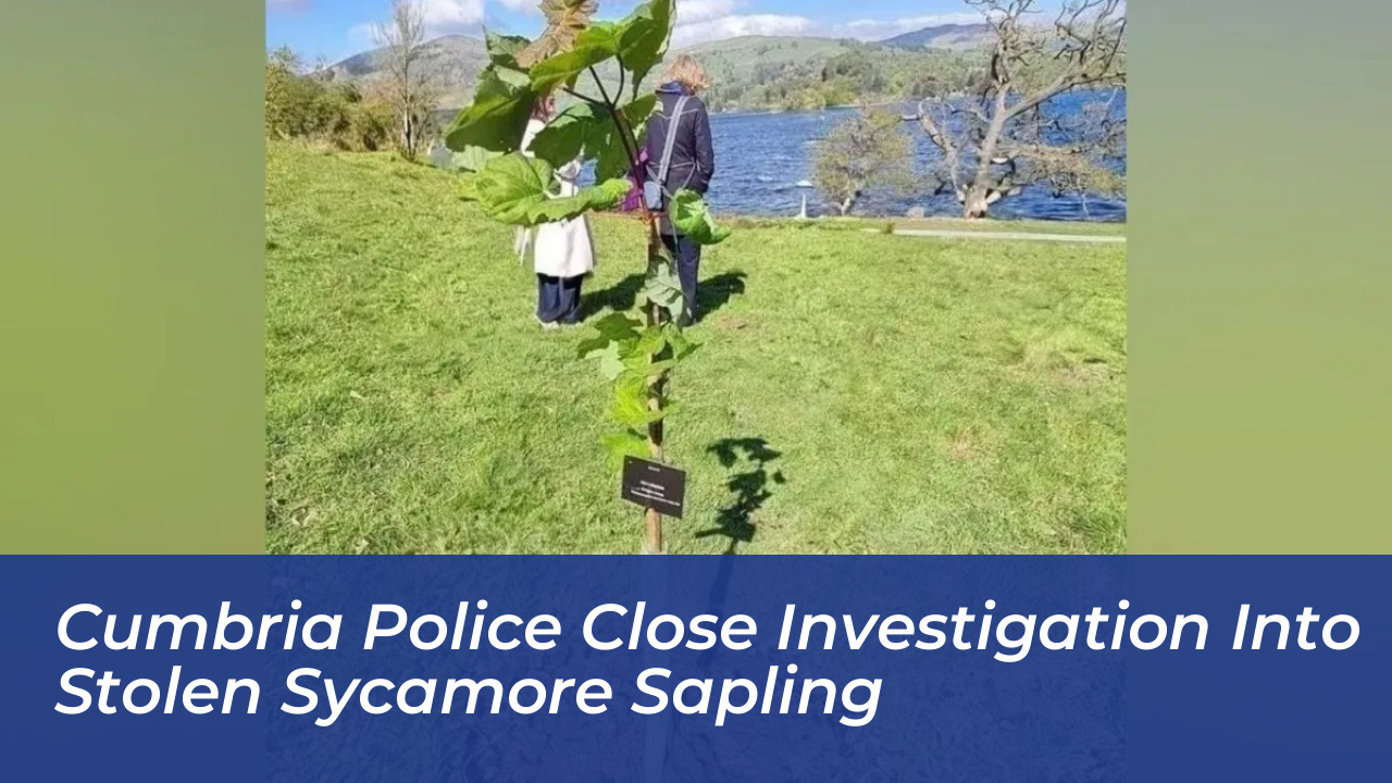 cumbria police close investigation into stolen sycamore sapling utnN