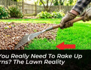 do you really need to rake up acorns the lawn reality AgVM