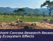 elephant carcass research reveals long ecosystem effects nzeS