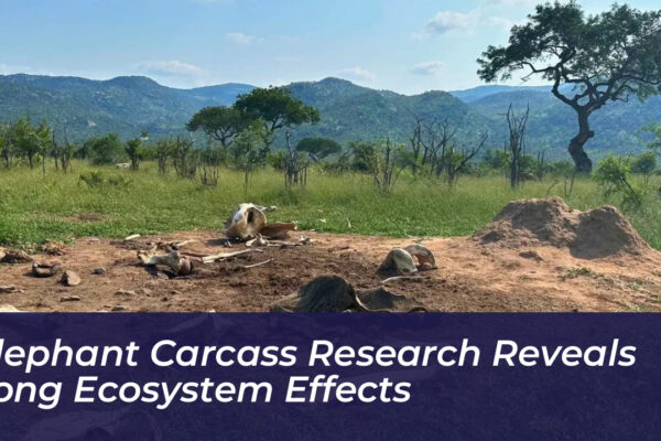 elephant carcass research reveals long ecosystem effects nzeS