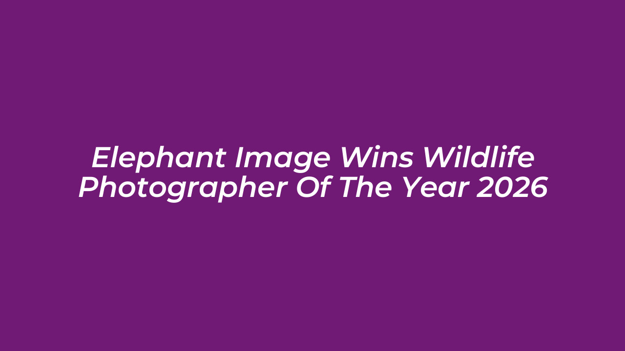 elephant image wins wildlife photographer of the year 2026 o8YO